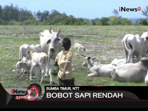 Kab. Sumba Timur, NTT siap menjadi pemasok ternak sapi ke Jakarta - iNews Siang 01/02
