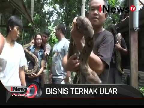 WOW!!! bisnis ternal ular - iNews Petang 15/02