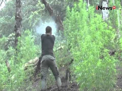Petugas kepolisian kembali temukan ladang ganja di Nagan Raya, Aceh - iNews Petang 17/02