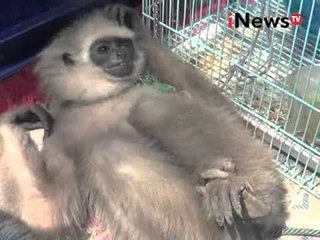 Petugas gabungan berhasil gagalkan transaksi penjualan satwa langka - iNews Petang 17/03