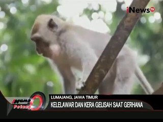 Download Video: Fenomena Gerhana juga berpengaruh pada ratusan hewan di Lumajang, Jatim - iNews Petang 09/03