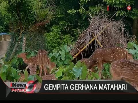 Gerhana Matahari juga berpengaruh pada hewan di Taman Margasatwa Ragunan - iNews Petang 09/03