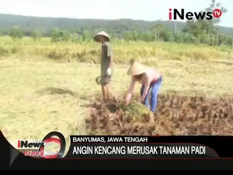 Cuaca ekstreme di sejumlah wilayah sebabkan longsor dan gagal panen - iNews Siang 14/03
