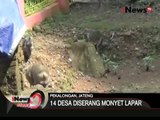 Monyet serang permukiman penduduk di pekalongan - iNews Siang 15/03