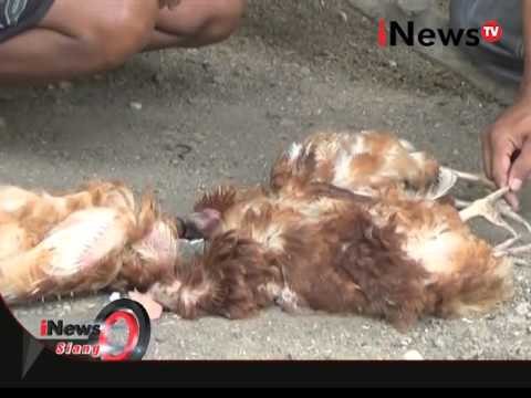 Berikut manusia yang memiliki resiko tinggi tertular flu burung - iNews Siang 23/03