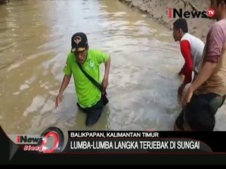 Lumba lumba terdampar di sungai - iNews Siang 29/03