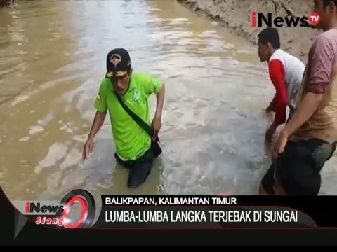Lumba lumba terdampar di sungai - iNews Siang 29/03