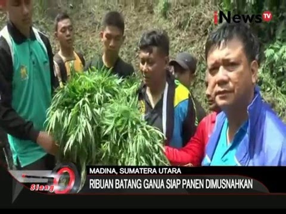 Ladang ganja seluas 4 Hektar ditemukan petugas - iNews Siang 30/03