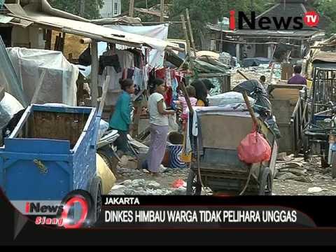 Waspada Flu Burung, Dinas Kesehatan DKI menghimbau warga tidak pelihara unggas - iNews Siang 29/03