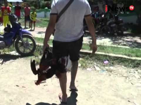 Grebek judi sabung ayam, polisi lepaskan timah panas - iNews Petang 25/03