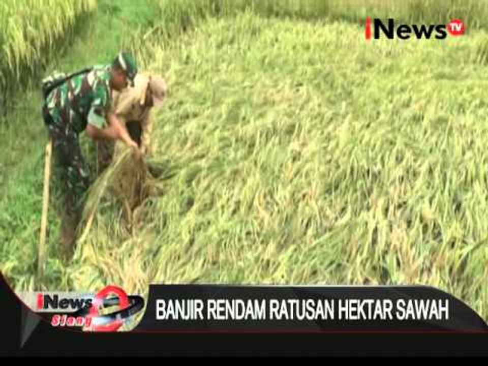 Banjir rendam ratusan hektar sawah di Lampung Timur akibar tanggul jebol - iNews Siang 30/03