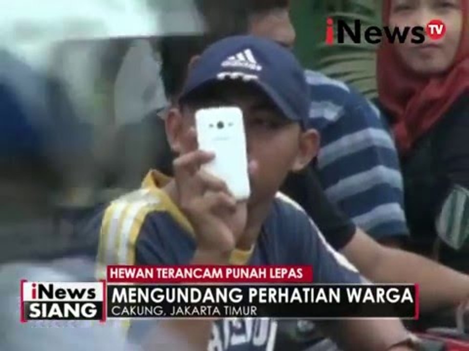 Siamang lepas di cakung menarik perhatian warga dan pengendara yang melintas - iNews Siang 20/04