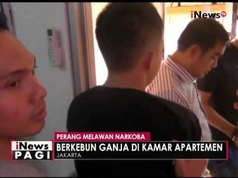 Tanam ganja di apartemennya, seorang sarjana diamankan Polres Jakbar - iNews Pagi 26/04
