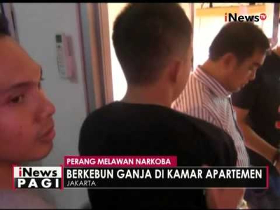 Tanam ganja di apartemennya, seorang sarjana diamankan Polres Jakbar - iNews Pagi 26/04