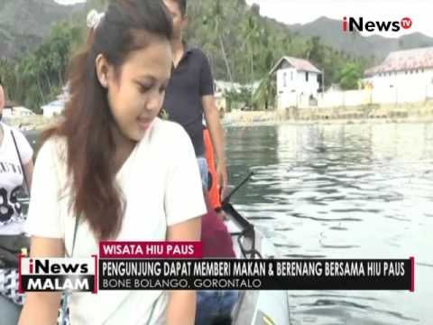 Mencari lokasi wisata yang berbeda? Anda patut coba wisata hiu paus - iNews Malam 25/04