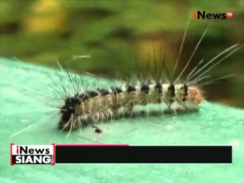 Serangan ulat bulu serang Kab. Ogan Komering Ulu, aktivitas warga terganggu - iNews Siang 26/04