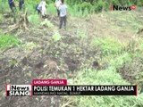 Polres Mandailing Natal temukan ladang ganja seluas 1 hektar - iNews Siang 27/04