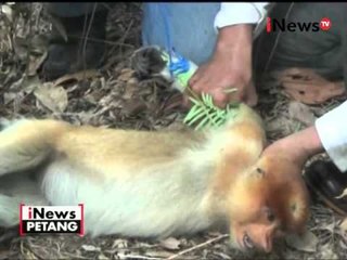 Serbuan bekantan ke perkebunan - iNews Petang 27/04