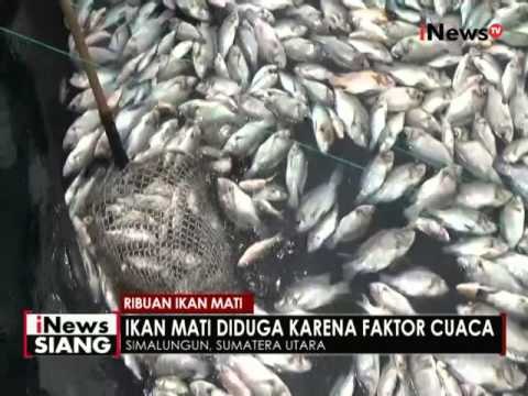 Mati mendadak, ribuan bangkai ikan cemari Danau Toba - iNews Siang 04/05