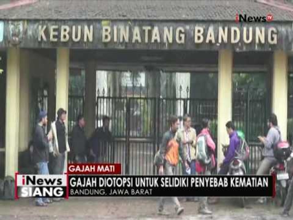 Gajah Diotopsi Untuk Selidiki Penyebab Kematiannya - iNews Siang 12/05