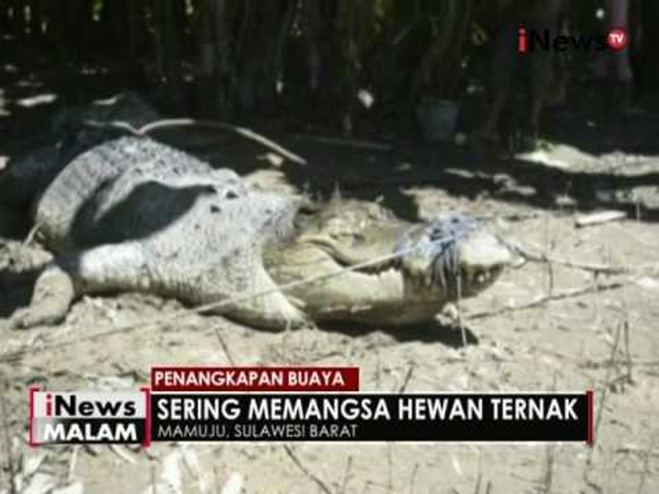 Sering memangsa hewan ternak, seekor buaya ditangkap di Mamuju - iNews Malam 22/05