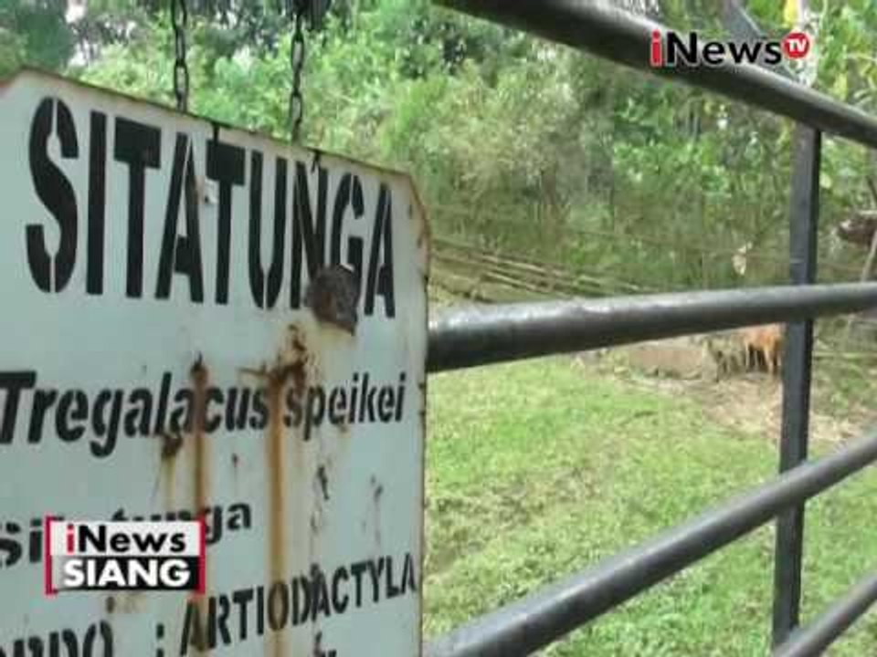 Kandang dan makanan di Bonbin Bandung tidak layak, PKSBI tuntut perbaikan - iNews Siang 20/05