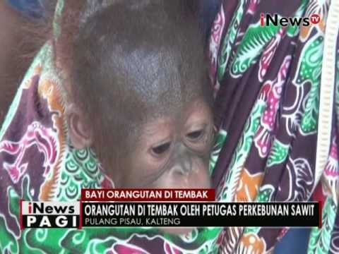 Orangutan di tembak oleh petugas perkebunan sawit - iNews Pagi 06/06