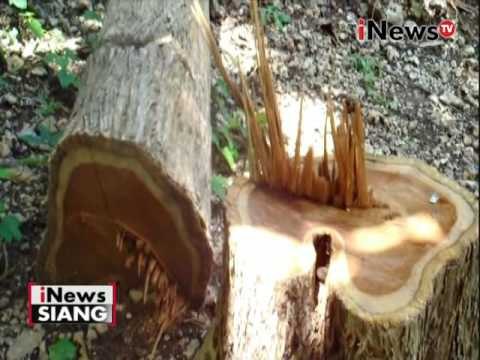 Penebangan kayu ilegal, Petugas amankan 5 kubik kayu jati - iNews Siang 09/06