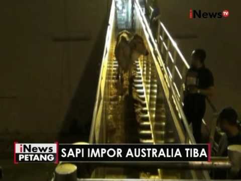 Penuhi stok konsumsi, ribuan sapi impor dari Australia tiba di Indonesia - iNews Petang 09/06