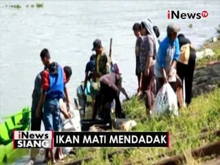 Ikan mati mendadak berton ton - iNews Siang 17/06