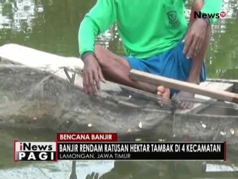 Intestitas hujan tinggi di Lamongan, banjir rendam puluhan tambak warga - iNews Pagi 21/06