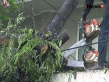 Hujan deras, sejuah pohon besar tumbang dan menima gedung Kedubes Afrika - iNews Malam 20/07