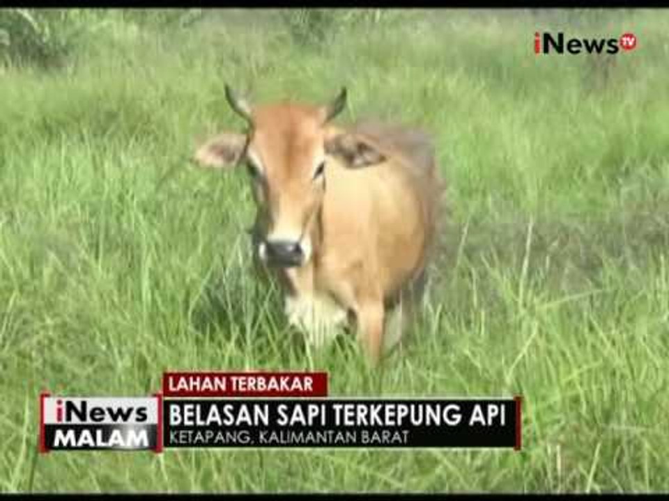 Kebakaran lahan pertanian di Ketapang, Kalbar mengancam permukiman warga - iNews Malam 14/08