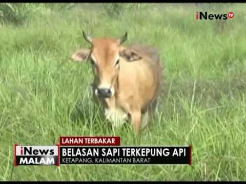 Kebakaran lahan pertanian di Ketapang, Kalbar mengancam permukiman warga - iNews Malam 14/08