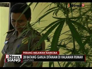 28 batang ganja siap panen ditemukan dihalaman rumah warga di Lampung - iNews Siang 26/08