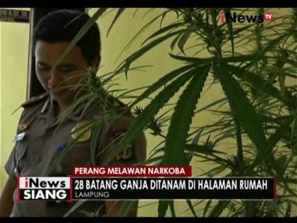 28 batang ganja siap panen ditemukan dihalaman rumah warga di Lampung - iNews Siang 26/08