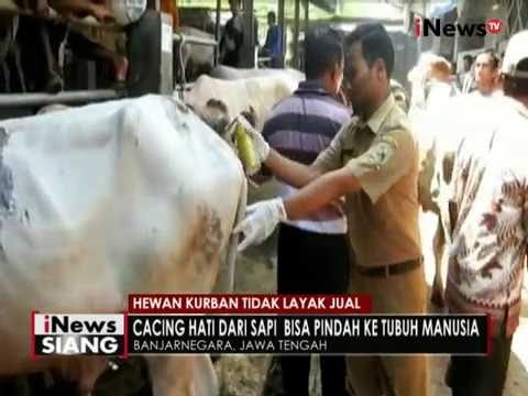 Jelang Idul Adha, petugas peternakan Banjarnegara temukan sapi kondisi sakit - iNews Siang 06/09