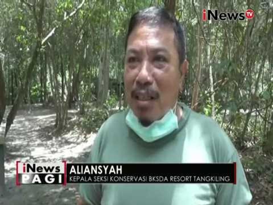 Seekor beruang madu ditemukan mati ditaman wisata alam bukit Tangkiling, Kalteng - iNews Pagi 08/09