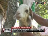 Jelang Idul Adha, tukang pijat hewan kurban di Magelang kebanjiran order - iNews Siang 08/09