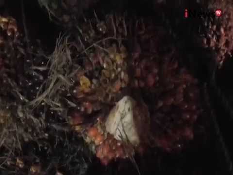 Sebuah truk pengangkut sawit terguling di jalan lintas Sumatera - iNews Pagi 07/09