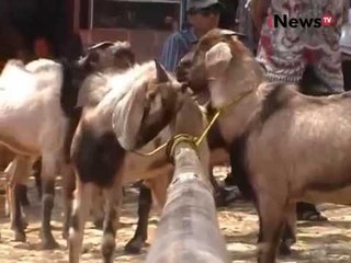 Jelang Idul Adha, permintaan kambing lokal di pasar Wonogiri alami penurunan - iNews Siang 08/09