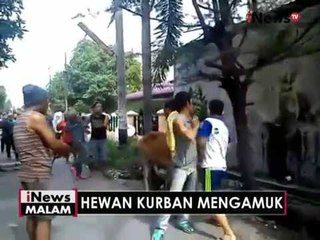 Hendak disembelih, seekor sapi mengamuk dan menyeruduk warung - iNews Malam 12/09