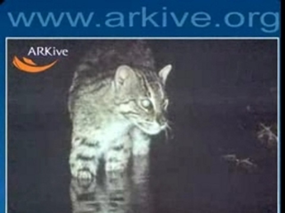 Gatto selvatico (Prionailurus viverrinus)