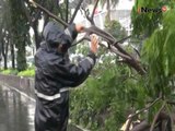 Hujan deras & angin kencang akibatkan jalur Transjakarta tertutup pohon tumbang - iNews Malam 31/10