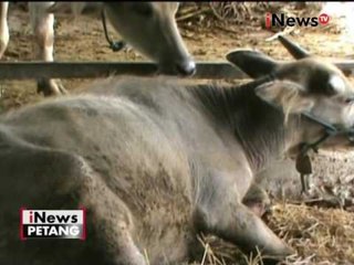 Sebuah benda diduga bom paku meledak dan melukai sapi warga di Bantul - iNews Petang 01/11