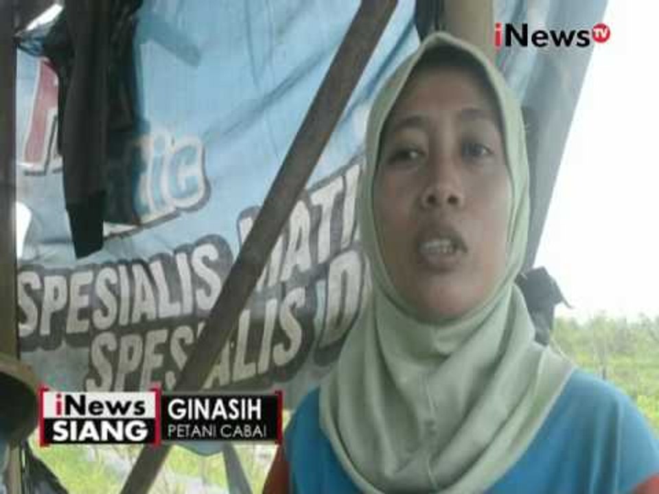 Akibat cuaca buruk, tanaman cabai di Purworejo terancam gagal panen - iNews Siang 08/11