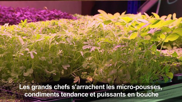 Ces micro-pousses dynamitent les assiettes des chefs étoilés
