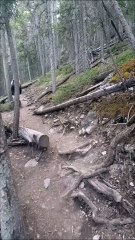 Australians Encounter Grizzly in Canada