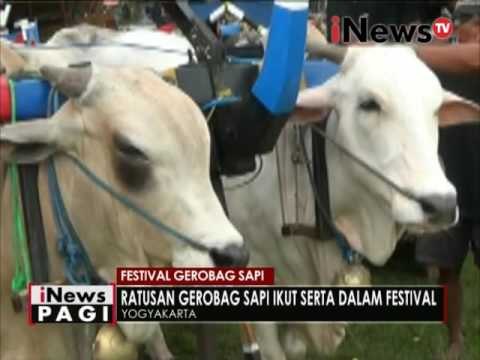 Festival gerobag sapi, ratusan gerobag sapi ikut serta dalam festival - iNews Pagi 05/12