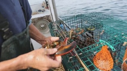 Maine (EE.UU.) asiste al declive de la pesca de langostas